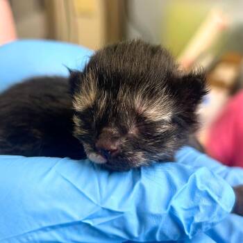 Penne (2/6) -  Domestic Short Hair Cat for Adoption in New Cumberland, West Virginia - Penne (2/6) | PetCurious