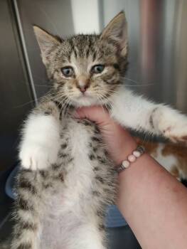 Rescue Domestic Short Hair Cats for Adoption in Republic, Missouri - Bike | PetCurious