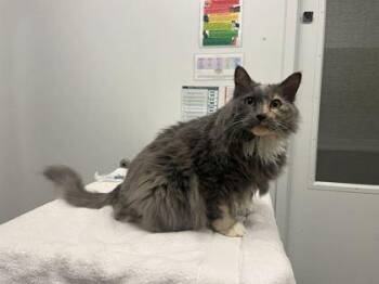 Molly -  Domestic Long Hair Cat for Adoption in Kansas City, Missouri - Molly | PetCurious