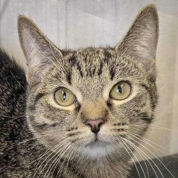 Rescue Torbie and Domestic Short Hair Cats for Adoption in Huntley, Illinois - Nickel | PetCurious