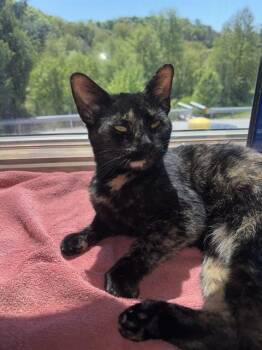 Domestic Short Hair Cats Available for Adoption in Westminster, Maryland - SOOTY | PetCurious