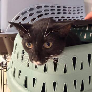 Tuxedo -  Domestic Short Hair Cat for Adoption in Indianapolis, Indiana - Tuxedo | PetCurious