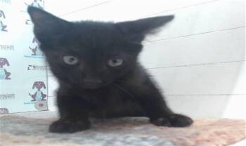 A600451 -  Domestic Short Hair Cat for Adoption in Orlando, Florida - A600451 | PetCurious