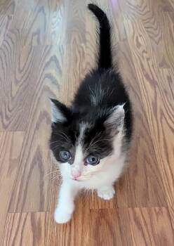 Domestic Short Hair Cats Available for Adoption in Liverpool, New York - Rock (aka Chunk) | PetCurious