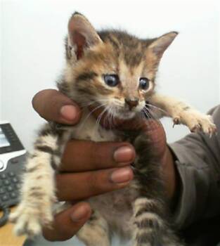 Rescue Domestic Short Hair Cats for Adoption in Dallas, Texas - DIESEL | PetCurious