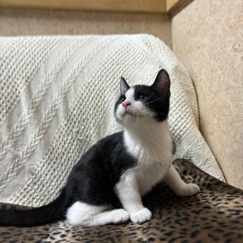 Bolt -  Domestic Short Hair Cat for Adoption in Oswego, Illinois - Bolt | PetCurious