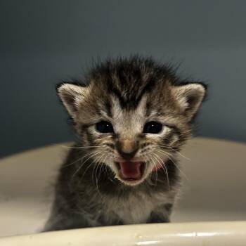 Domestic Short Hair Cats Available for Adoption in Chattanooga, Tennessee - Sunchips | PetCurious