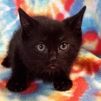 Rescue Domestic Short Hair Cats for Adoption in Mt. Juliet, Tennessee - Warrior | PetCurious