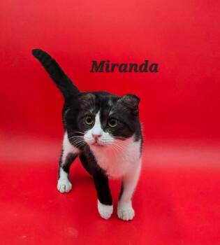 Scottish Fold Cats Available for Adoption - Miranda | PetCurious