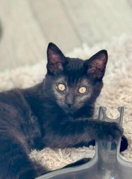 Chloe -  Domestic Medium Hair Cat for Adoption in Glendale, Arizona - Chloe | PetCurious