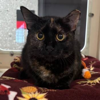 Domestic Short Hair Cats Available for Adoption - Peony | PetCurious