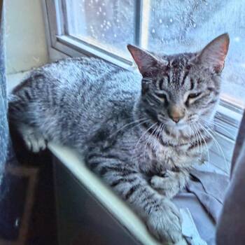 Nori -  Domestic Short Hair Cat for Adoption in Philadelphia, Pennsylvania - Nori | PetCurious