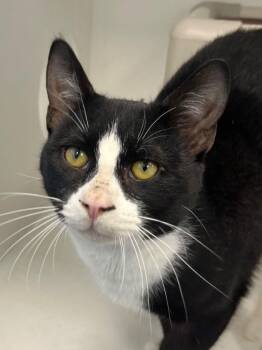 Domestic Short Hair Cats Available for Adoption - 26-57 Pawmer | PetCurious