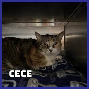 Domestic Short Hair Cats Available for Adoption in Glenwood, Minnesota - CeCe | PetCurious