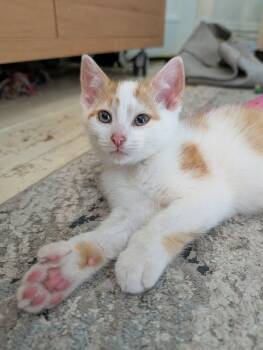 Maxwell -  Domestic Short Hair Cat for Adoption in Montreal, Quebec - Maxwell | PetCurious
