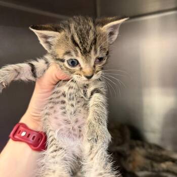Nikita -  Domestic Short Hair Cat for Adoption in Port Charlotte, Florida - Nikita | PetCurious