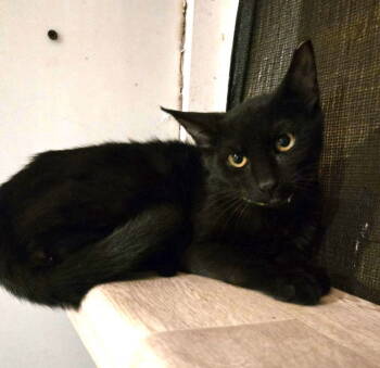 Rescue Domestic Short Hair Cats for Adoption in Trenton, New Jersey - Kilowatt | PetCurious