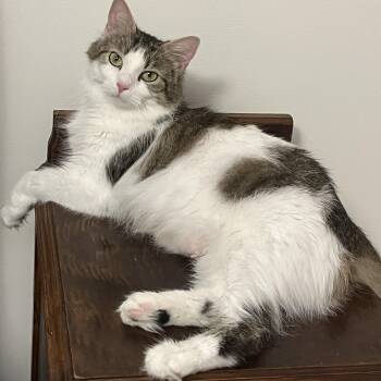 Domestic Medium Hair Cats Available for Adoption - Noelle | PetCurious