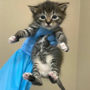Lex -  Domestic Short Hair Cat for Adoption in Birmingham, Alabama - Lex | PetCurious