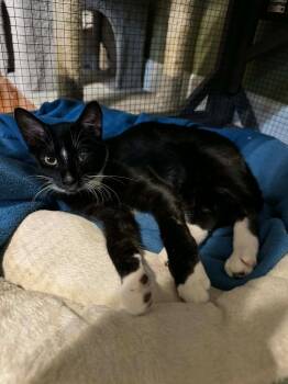 Domestic Short Hair Cats Available for Adoption - *Winky | PetCurious