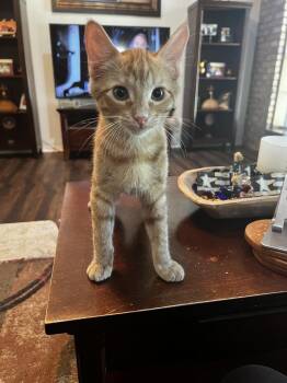 Jett -  Tabby and Domestic Short Hair Cat for Adoption in Dallas, Texas - Jett | PetCurious