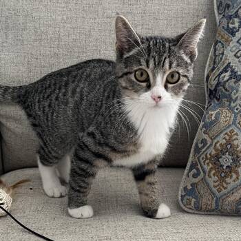 Ursula -  Domestic Short Hair Cat for Adoption in Philadelphia, Pennsylvania - Ursula | PetCurious