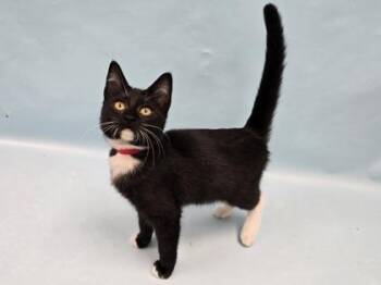 Toyota -  Domestic Short Hair Cat for Adoption in Minneapolis, Minnesota - Toyota | PetCurious