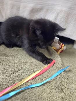 Emily -  Domestic Short Hair Cat for Adoption in Westland, Michigan - Emily | PetCurious