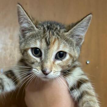 Eloise -  Domestic Short Hair Cat for Adoption - Eloise | PetCurious