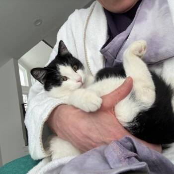Ferris Bueller -  Domestic Short Hair Cat for Adoption in Salt Lake City, Utah - Ferris Bueller | PetCurious