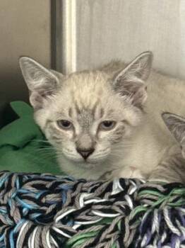 Nio -  Siamese and Domestic Short Hair Cat for Adoption in Morristown, New Jersey - Nio | PetCurious