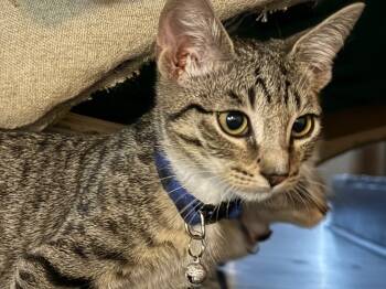 Rescue Domestic Short Hair Cats for Adoption in The Woodlands, Texas - Ross (blue) | PetCurious