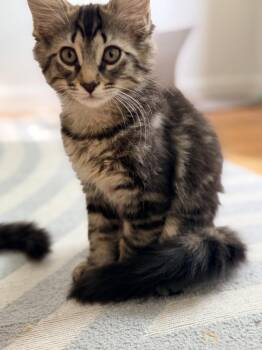 Cassi -  Domestic Long Hair Cat for Adoption in Duxbury, Massachusetts - Cassi | PetCurious