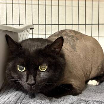 Salem -  Domestic Short Hair Cat for Adoption in Chilliwack, British Columbia - Salem | PetCurious