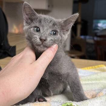 Willow -  Domestic Short Hair Cat for Adoption in Baytown, Texas - Willow | PetCurious