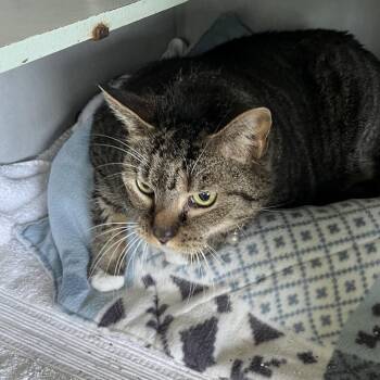 Domestic Short Hair Cats Available for Adoption in Sarasota, Florida - Cookie | PetCurious