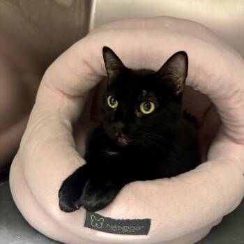 ABIGAIL -  Domestic Short Hair Cat for Adoption in Joshua Tree, California - ABIGAIL | PetCurious