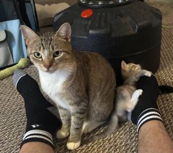 Mama Sweet Pea (Lead Me Home Litter) -  Domestic Short Hair Cat for Adoption in Telford, Pennsylvania - Mama Sweet Pea (Lead Me Home Litter) | PetCurious
