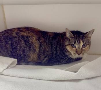 Muffin -  Domestic Short Hair Cat for Adoption in Reisterstown, Maryland - Muffin | PetCurious