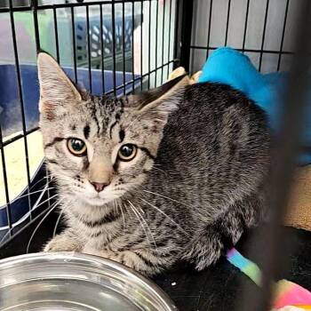 Pugsley -  Domestic Short Hair Cat for Adoption in Lakewood, Colorado - Pugsley | PetCurious