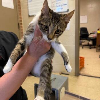 Lennox -  Domestic Short Hair Cat for Adoption in Birmingham, Alabama - Lennox | PetCurious