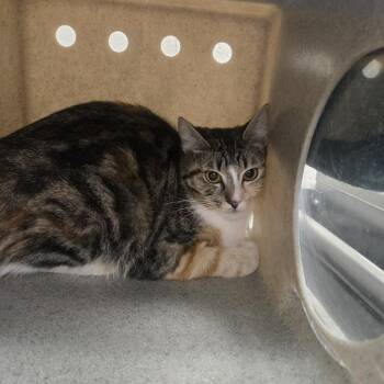 Domestic Medium Hair Cats Available for Adoption in Reno, Nevada - Elinor | PetCurious