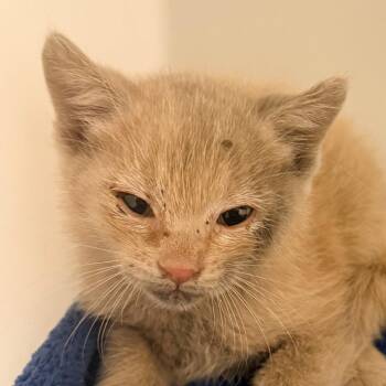 Remy -  Domestic Short Hair Cat for Adoption in Las Cruces, New Mexico - Remy | PetCurious