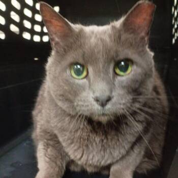 Kirby -  Domestic Short Hair Cat for Adoption in Lynchburg, Virginia - Kirby | PetCurious