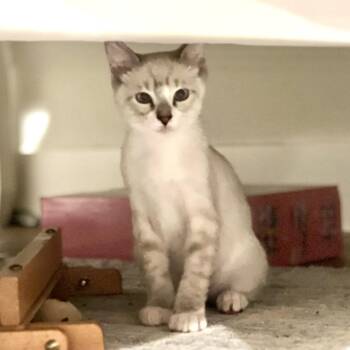 Sugar Plum -  Domestic Short Hair Cat for Adoption in Houston, Texas - Sugar Plum | PetCurious