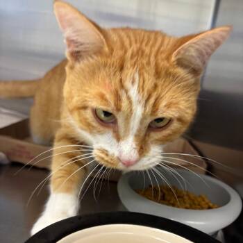 Cheeto Puff -  Domestic Short Hair Cat for Adoption in Ottawa, Kansas - Cheeto Puff | PetCurious