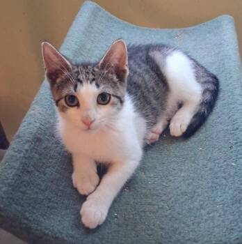 Mary Jane -  Domestic Short Hair Cat for Adoption - Mary Jane | PetCurious