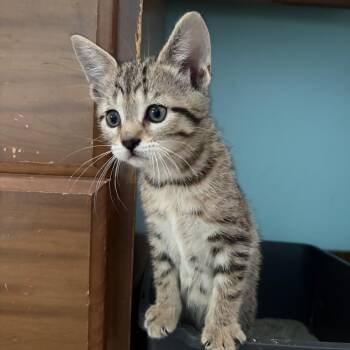 Strudel -  Domestic Short Hair Cat Available for Adoption in Monroe, Michigan - Strudel | PetCurious