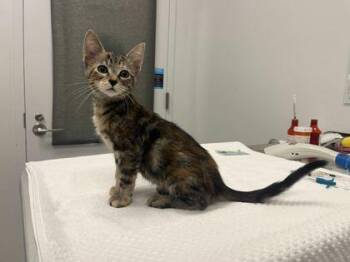 Bold Jumping Spider -  Domestic Short Hair Cat for Adoption in Kansas City, Missouri - Bold Jumping Spider | PetCurious