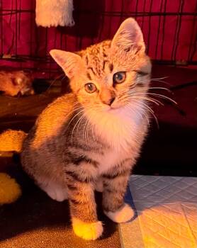 Rescue Domestic Short Hair Cats for Adoption in Newnan, Georgia - * Leighton | PetCurious